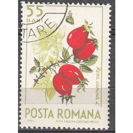România 1964 Michel 2364 O Cote (2009) 0.20 Euro Rosier des chiens Cachet rond