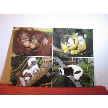 multiview, THE ZOO & GARDENS, MELBOURNE, VICTORIA, AUSTRALIA unused postcard. =
