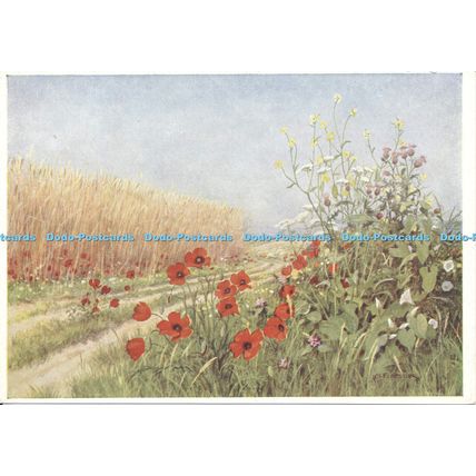 D026641 Medici Wild Flower. M. Forestier. Medici Society. No 907