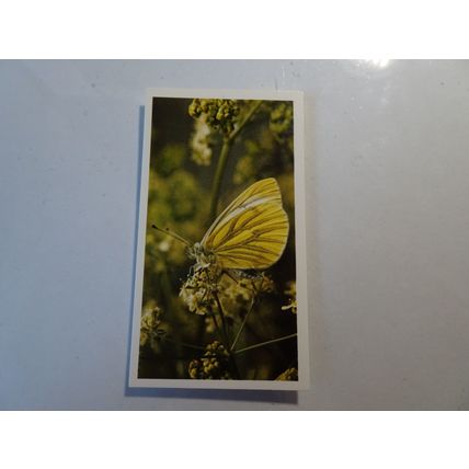 1983 Grandee British Butterflies Card # 27 of 32 Green-Veined White Ex (5)