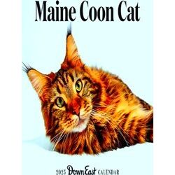2025 Maine Coon Cat Wall Calendar