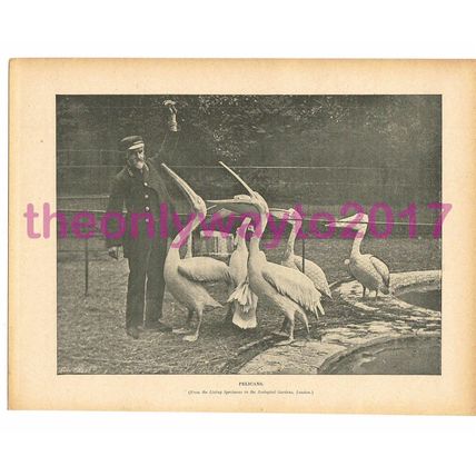 Flamingoes at London Zoo, Victorian Natural History Book Illustration, 1896