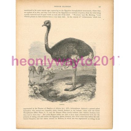 Ostrich, Victorian Natural History Book Illustration, 1896
