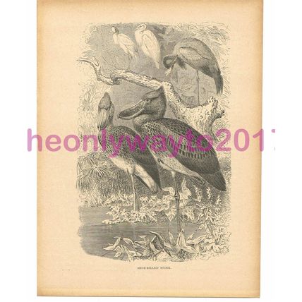 Shoe-Billed Stork, Victorian Natural History Book Illustration, 1896