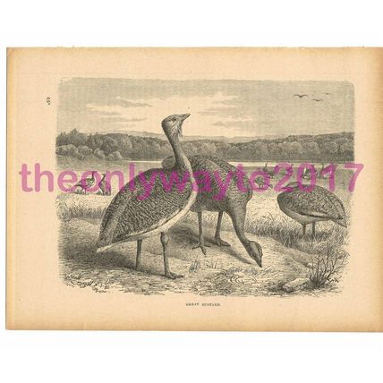 Great Bustard, Victorian Natural History Book Illustration, 1896