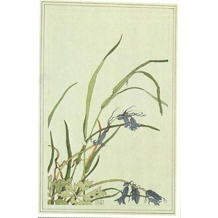 Bluebells, Postcard