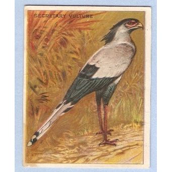 Tobacco Card ~ Company: American Tobacco Company Brand: Hassan Cork Tip Ci~84