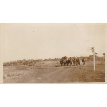 Horses real photograph