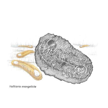 BET.G403/5: Greenlandic Fossil Finds
