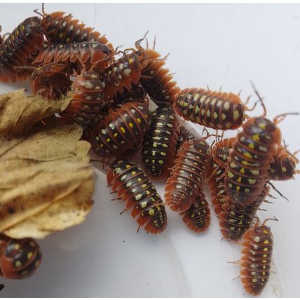 100 Armadillidium Klugii Clown Isopods Medium, juvenile, Live food (0.7 - 0.9cm)
