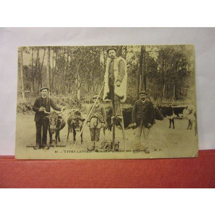 FRENCH CATTLE FARMERS unused antique postcard IPRES LANDAIS, FRANCE /