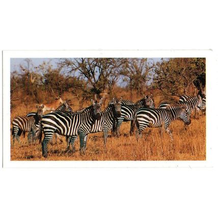 PLAYER'S GRANDEE CIGAR CARD AFRICAN WILDLIFE 1990 EXCELLENT No.14 PLAINS ZEBRA