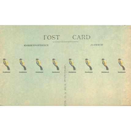 In Bushy Park, Richmond, London, RP 2433, Postcard
