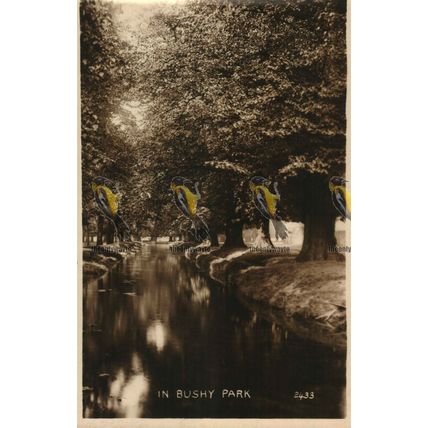 In Bushy Park, Richmond, London, RP 2433, Postcard