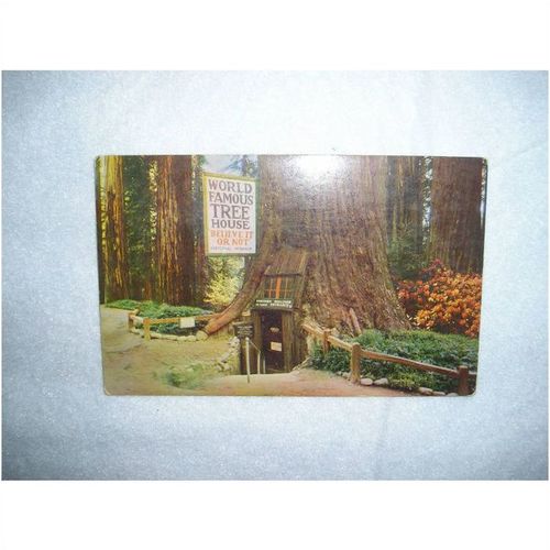 4 Vintage Redwood Forest area Postcards. California. cira 1955 zorfd2