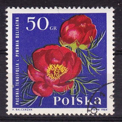 POLAND 1964 GARDEN FLOWERS 50gr PEONY USED / CTO SG1531