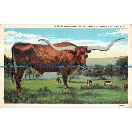 R053244 A Texas Long Horn. Steer