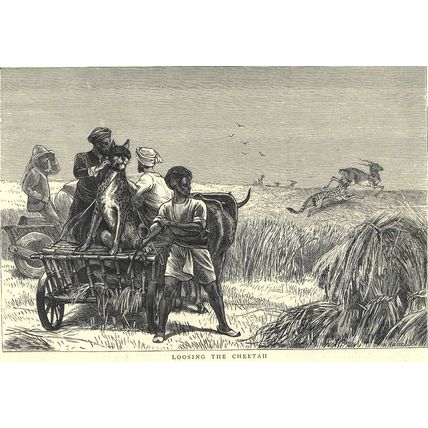 SKETCHES FROM INDIA - ANTELOPE HUNTING 1872 Horace Harral VICTORIAN ENGRAVINGS