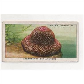 1938 WILLS Cigarette card The Sea-Shore A series No.40 Strawberry Sea-Anemone