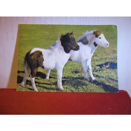 SHETLAND PONIES unused postcard by J. Arthur Dixon Pets 1527 =