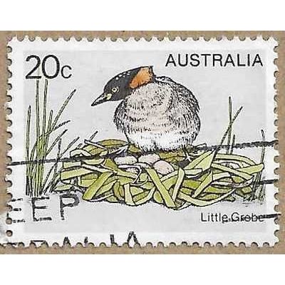 Little Grebe 14429