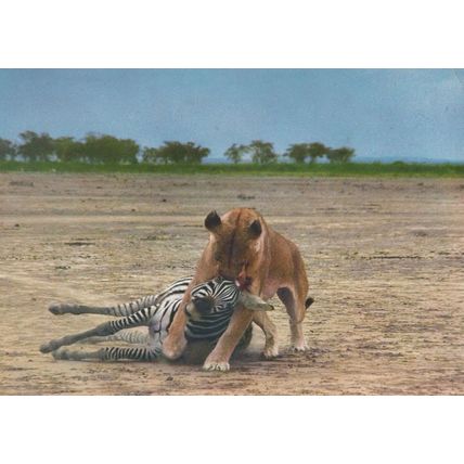 Lioness Eating Capturing Zebra Animal Graphic Postcard