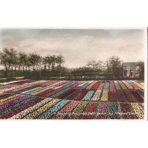 Vintage PC 1936 - A Spalding Hyacinth Field Grown By Stassen Ltd