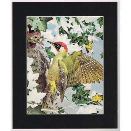 Green Woodpecker Mounted Bird Picture Print Black 10 inch x 12 inch