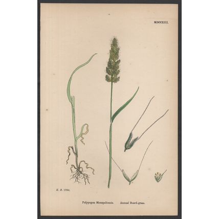 ANNUAL BEARD-GRASS 1872 John Edward Sowerby PLANT PRINT