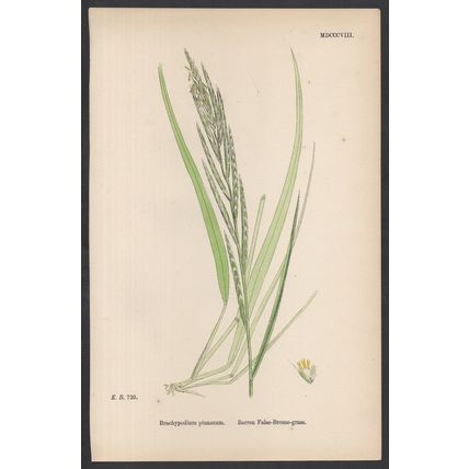 BARREN FALSE-BROME-GRASS 1872 John Edward Sowerby PLANT PRINT