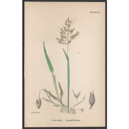 CREEPING SOFT-GRASS 1872 John Edward Sowerby PLANT PRINT