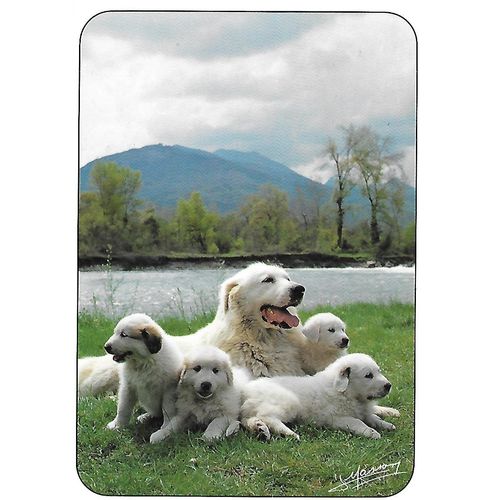 308: The Family 'Patou.' Dog of the Pyrenees.
