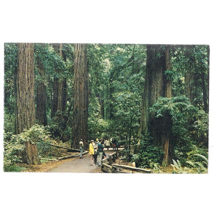 MUIR WOODS NATIONAL MONUMENT LOOP TRAIL, CALIFORNIA, USA unused postcard =
