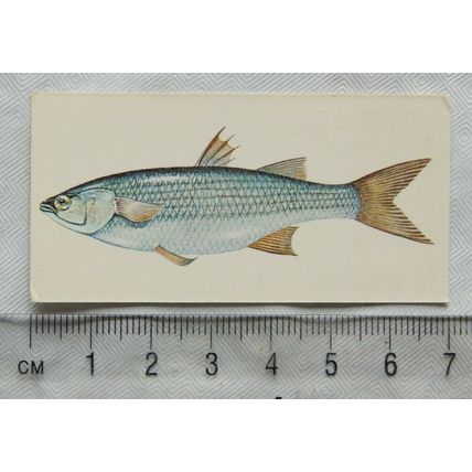 1978 Craven Black Cat Sport Fish card No. 45 Grey Mullet