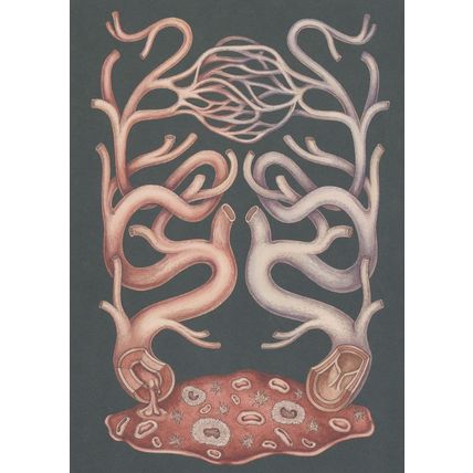 The Human Circulatory Blood Circulation System Postcard