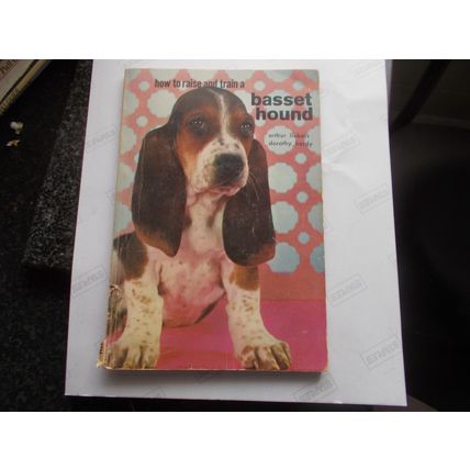 BASSET HOUND , AMERICAN (28/04) # #