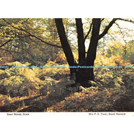 D097408 Swan Woods. Stock. Mrs. P. E. Turer. Stock Harvard. Essex County Federat