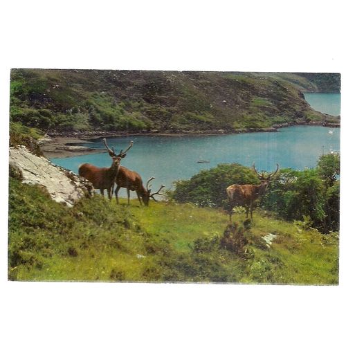 KYLESKU, SUTHERLAND, SCOTLAND .unused vintage postcard Red deer =