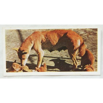 Lyons Tea card Australia No. 16 Dingo Family