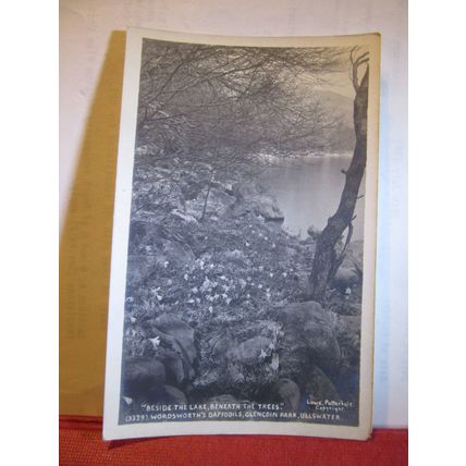 WORDSWORTH'S DAFFODILS, GLENCOIN PARK, ULLSWATER , CUMBRIA unused postcard =