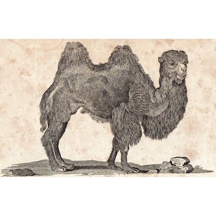 CAMEL 1810 Oliver Goldsmith ANTIQUE ENGRAVING