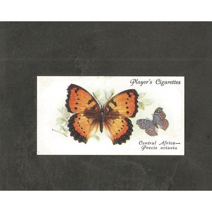 Cigarette Card Players Butterflies 1932 #22 Precis Octavia