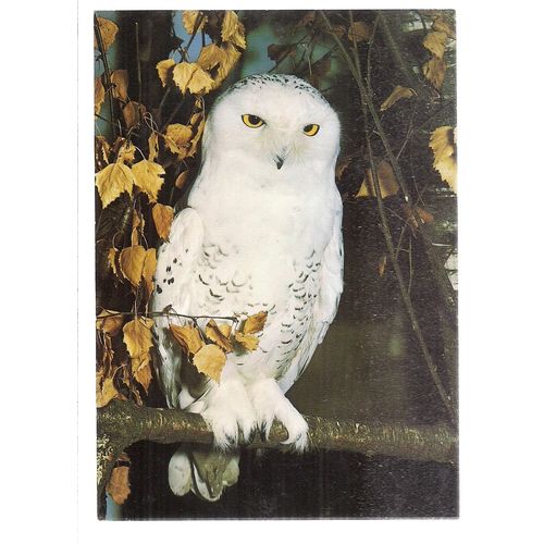 SNOWY OWL...unused vintage postcard #
