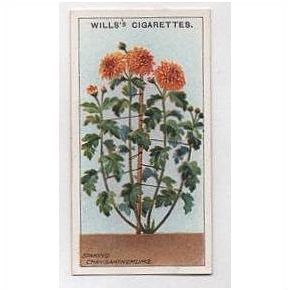 1923 Wills Cigarette card Gardening Hints 32 Staking Chrysanthemums