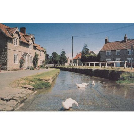 Brookside Hovingham Yorkshire Fussy Swans Smelling Puddle Postcard