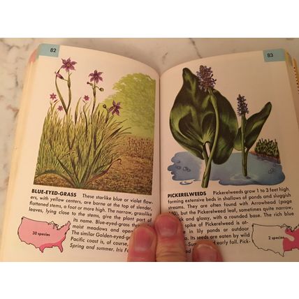Flowers: A Guide to Familiar American Wildflowers - Paperback, 134 paintings