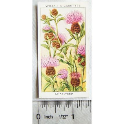 1936 Wills, Wild Flowers No. 18 Knapweed
