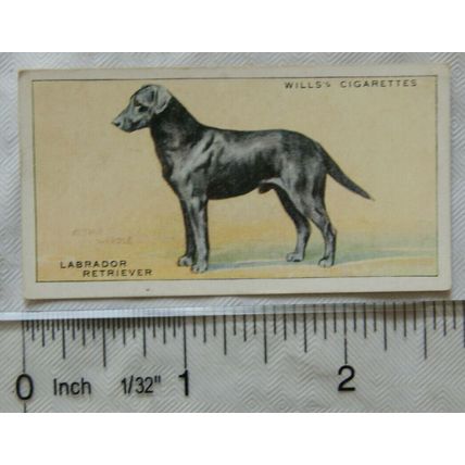 1937 Wills Dogs No. 26 Labrador Retriever