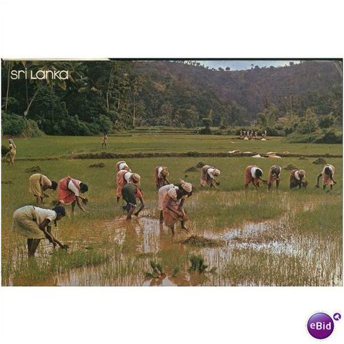 Sri Lanka PC - Transplanting paddy, Gampola