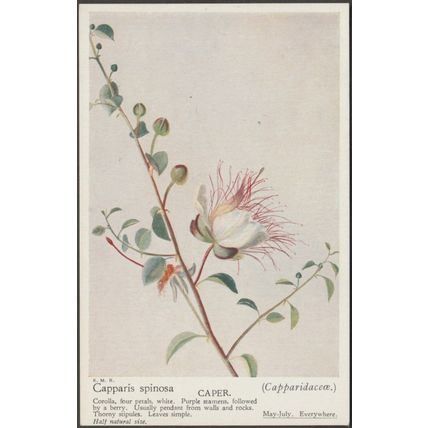 Caper - Capparis Spinosa, c.1910s - Postcard